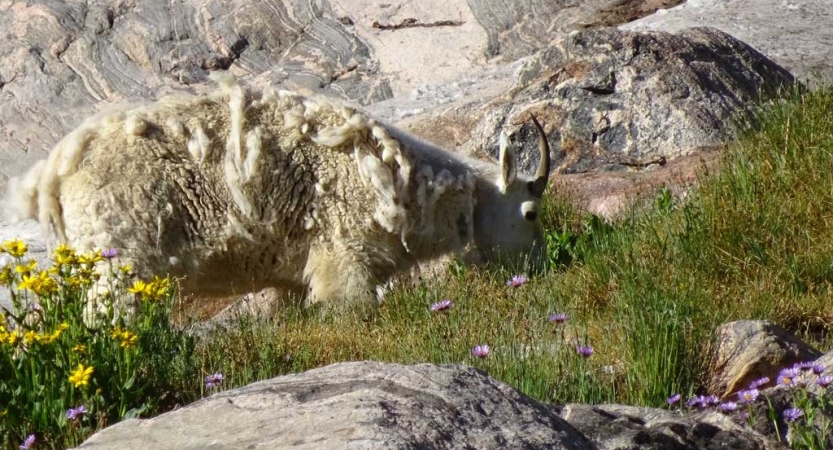 A mountain goat grazes amid wild flowers and rocks
